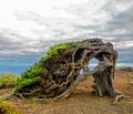 Gnarled Juniper Tree Shaped By The Wind