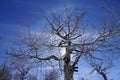 Gnarled Krumholz branches of bare winter aspen Royalty Free Stock Photo