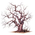 A gnarled, leafless tree with a thick trunk and many branches