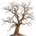 Gnarled leafless tree with twisted branches isolated
