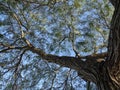 Gnarled Mesquite Tree Looking up Towards Canopy Royalty Free Stock Photo