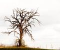 Gnarled Oak Tree Royalty Free Stock Photo