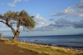 Gnarled Ocean Tree Royalty Free Stock Photo