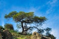 Gnarled old coniferous tree outlined against blue sky.