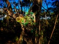Gnarled old eucalyptus tree with new leaf growth in sunshine