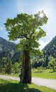 gnarled old giant maple tree, Ahornboden, Karwendel mountains in spring