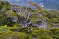 old mountain beech tree (Nothofagus cliffortioides) in the alpine forest of Mount Ruapehu, New Zealand