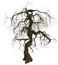 Gnarled old tree with bare branches