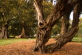 Gnarled old tree in park