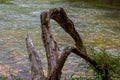 Gnarled old tree trunk on a river bank Royalty Free Stock Photo