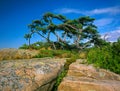 Gnarled Pine Royalty Free Stock Photo