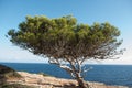 Gnarled pine in the evening sun in the SteilkÃÂ¼ste of Majorca