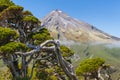 Gnarled pine tree growing in Egmont National Park with Mount Taranaki in background