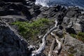Gnarled shore pine grows out of steep, rocky slope above the shoreline Royalty Free Stock Photo