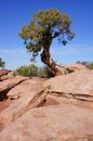 Gnarled Stunted Pine Tree