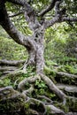 Sweet birch tree on the Craggy Pinnacle Trail Royalty Free Stock Photo