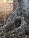 Gnarled tangle of roots at base of forest tree in a sunset. Royalty Free Stock Photo