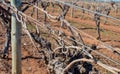 Gnarled Tendrils and Canes Of Grape Vine on Trelli Royalty Free Stock Photo