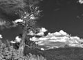 Gnarled tree against the Colorado Rockies sky Royalty Free Stock Photo