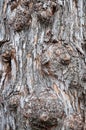 Gnarled Tree Bark