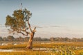 Gnarled tree with bird on top at Yellow River billabong, Australia Royalty Free Stock Photo