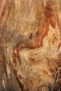 Gnarled tree closeup texture Royalty Free Stock Photo