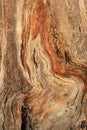 Gnarled tree closeup texture Royalty Free Stock Photo