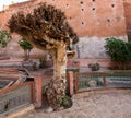 Gnarled tree in courtyard Royalty Free Stock Photo