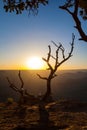 Gnarled Tree at Grand Canyon Sunset Royalty Free Stock Photo