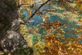 Gnarled tree at the Lake Alpsee