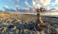 Gnarled tree on rocky beach at sunset with cloudy sky Royalty Free Stock Photo