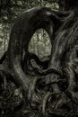 Gnarled Tree Roots