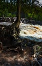 Gnarled Tree Roots and Rushing River Royalty Free Stock Photo