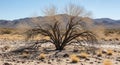 A gnarled tree stands alone in a dry desert landscape. The branches are bare, Royalty Free Stock Photo
