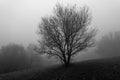 A gnarled tree in thick fog. Royalty Free Stock Photo