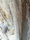 Gnarled tree trunk background Royalty Free Stock Photo