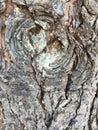 A gnarled tree trunk background Royalty Free Stock Photo