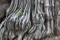Gnarled Tree Trunk Close-Up Royalty Free Stock Photo