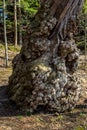 Gnarled Tree Trunk Royalty Free Stock Photo