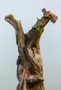 Gnarled tree trunk