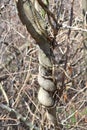 Gnarled tree trunk