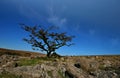 A gnarled tree on Weatherdon Hill