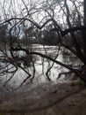 Gnarled trees along a stream