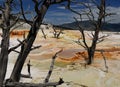 Gnarled Trees On The Colorful Lower Terrace At Mammoth Hot Springs Yellowstone National Park