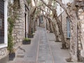 Gnarled trees forming an arch over a walkway