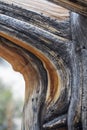 close up of twisted ancient pine bark texture