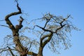 Gnarled trunk of an apple tree with white flowers Royalty Free Stock Photo