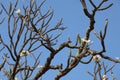 Champa or Frangipani Tree - Plumeria obtusa, Vittala Temple, Hampi, near Hospete, Karnataka, India