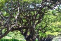 Gnarled and twisted branches of a monkeypod tree Royalty Free Stock Photo