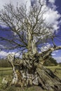 Gnarled twisted trunk of an ancient oak tree. Royalty Free Stock Photo